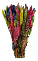 Buque Rabo De Gato Colorido Celosia Maço Flores Desidratadas