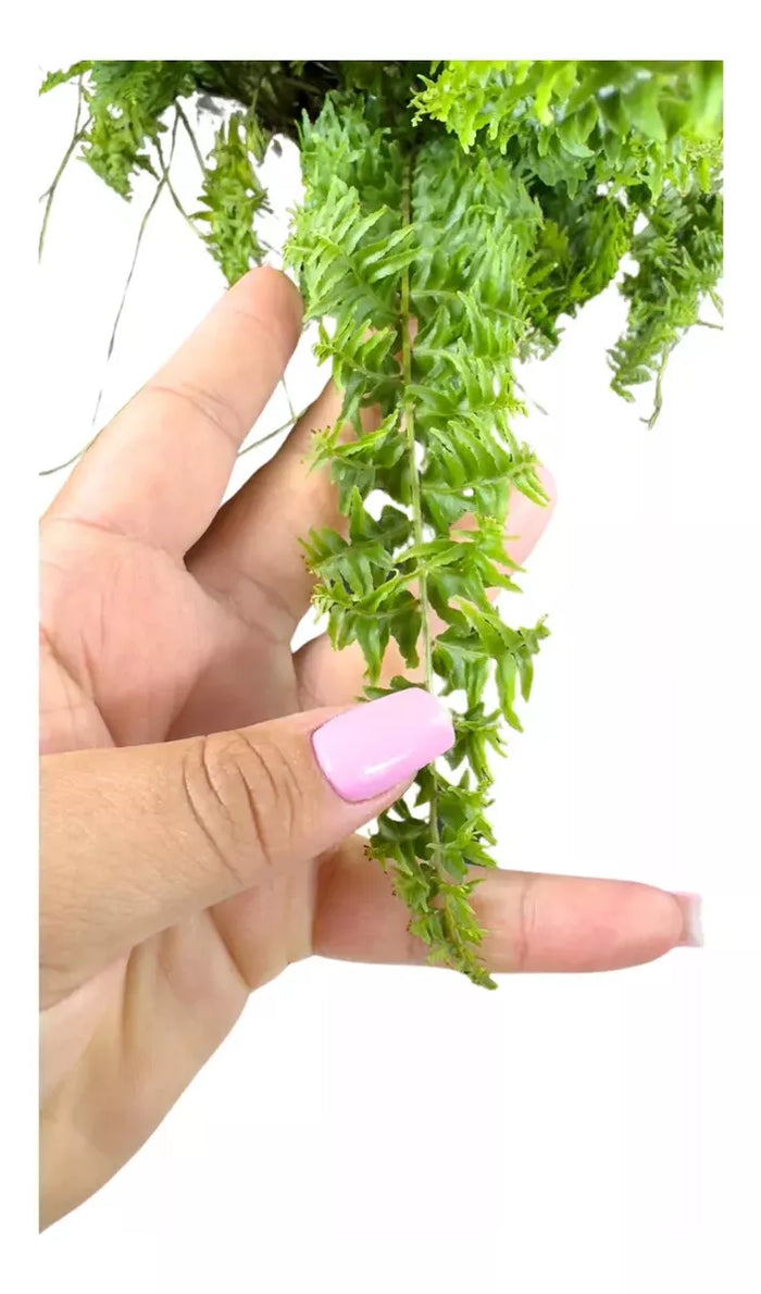 Planta Samambaia Astro Exótica Rara Cuia 21 Natural Pendente