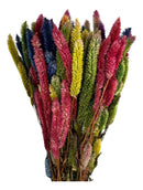 Buque Rabo De Gato Colorido Celosia Maço Flores Desidratadas