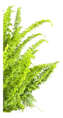 Planta Samambaia Astro Exótica Rara Cuia 21 Natural Pendente