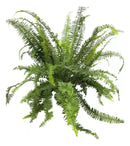 1 Planta Samambaia Shiva Chiva Xivas Cuia 21 Natural Grande