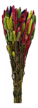 Buque Rabo De Gato Colorido Celosia Maço Flores Desidratadas