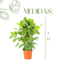 Ficus Benghalensis Audrey Planta Natural Ornamental 1 Metro