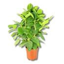 Ficus Benghalensis Audrey Planta Natural Ornamental 1 Metro