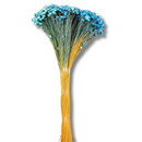 Buque Flor De Sempre Vivas 1500 Flores