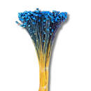 Buque Flor De Sempre Vivas 1500 Flores