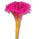 Buque Flor De Sempre Vivas 1500 Flores