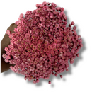 Buque Flor De Sempre Vivas 1500 Flores