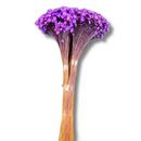 Buque Flor De Sempre Vivas 1500 Flores