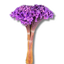 Buque Flor De Sempre Vivas 1500 Flores