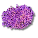 Buque Flor De Sempre Vivas 1500 Flores