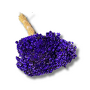 Buque Flor De Sempre Vivas 1500 Flores