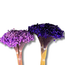 Buque Flor De Sempre Vivas 1500 Flores