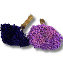 Buque Flor De Sempre Vivas 1500 Flores