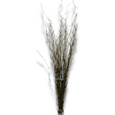 Kit 10 Galhos Seco Vime Torto 1.5 Metro Desidratados