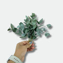 Buque De Eucalipto Desidratado Natural - Seco 10Cm