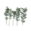 Buque De Eucalipto Desidratado Natural - Seco 10Cm