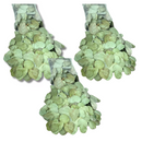 3 Pacotes Com 200 Folhas Cada de Eucalipto Soltas Seca Natural Selo Convite Verde