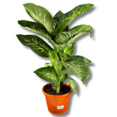 1 Planta Comigo Ninguém Pode Pote 20 Barato Holambra Natural