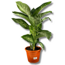 1 Planta Comigo Ninguém Pode Pote 20 Barato Holambra Natural