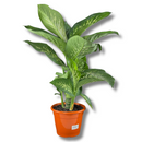 1 Planta Comigo Ninguém Pode Pote 20 Barato Holambra Natural