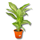 1 Planta Comigo Ninguém Pode Pote 20 Barato Holambra Natural