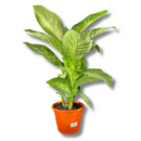 1 Planta Comigo Ninguém Pode Pote 20 Barato Holambra Natural