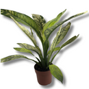 Planta Spathiphyllum Sensation Variegata Rara Muda Pote 17