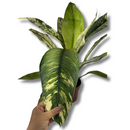 Planta Spathiphyllum Sensation Variegata Rara Muda Pote 17