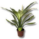 Planta Spathiphyllum Sensation Variegata Rara Muda Pote 17