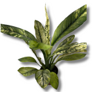 Planta Spathiphyllum Sensation Variegata Rara Muda Pote 17