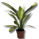 Planta Spathiphyllum Sensation Variegata Rara Muda Pote 17