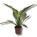 Planta Spathiphyllum Sensation Variegata Rara Muda Pote 17