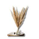 5 Haste de Capim dos Pampas Pluma Grass Boho