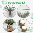 Buque De Eucalipto Desidratado Natural - Seco 10Cm