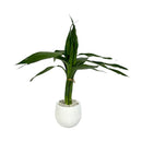 Planta Bambu Da Sorte 3 Haste Vaso Auto Irrigável Branco Lar