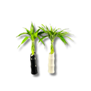 Bambu Trançado Decorativo 6 Hastes C Vaso De Cerâmica Cores