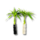 Bambu Trançado Decorativo 6 Hastes C Vaso De Cerâmica Cores