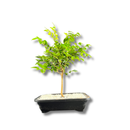 Bonsai Frutífero Jabuticaba
