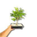Bonsai Frutífero Jabuticaba