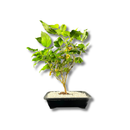 Planta Bonsai Frutífero Amora Verdadeira Viva