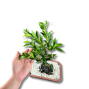 Bonsai Cerejeira 35cm Natural Para Decoração Sala Cereja Lar