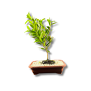 Bonsai Cerejeira 35cm Natural Para Decoração Sala Cereja Lar