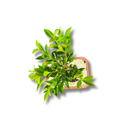 Bonsai Cerejeira 35cm Natural Para Decoração Sala Cereja Lar