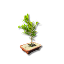 Bonsai Cerejeira 35cm Natural Para Decoração Sala Cereja Lar