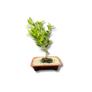 Bonsai Cerejeira 35cm Natural Para Decoração Sala Cereja Lar