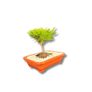 Bonsai Prateado Natural Planta Ornamental Em Vaso Decorativo