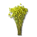 Buquê Flores Rodante Flor De Margarida Amarelo Desidratada