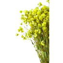 Buquê Flores Rodante Flor De Margarida Amarelo Desidratada