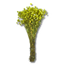 Buquê Flores Rodante Flor De Margarida Amarelo Desidratada